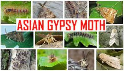 Asian Gypsy Moth July 2022